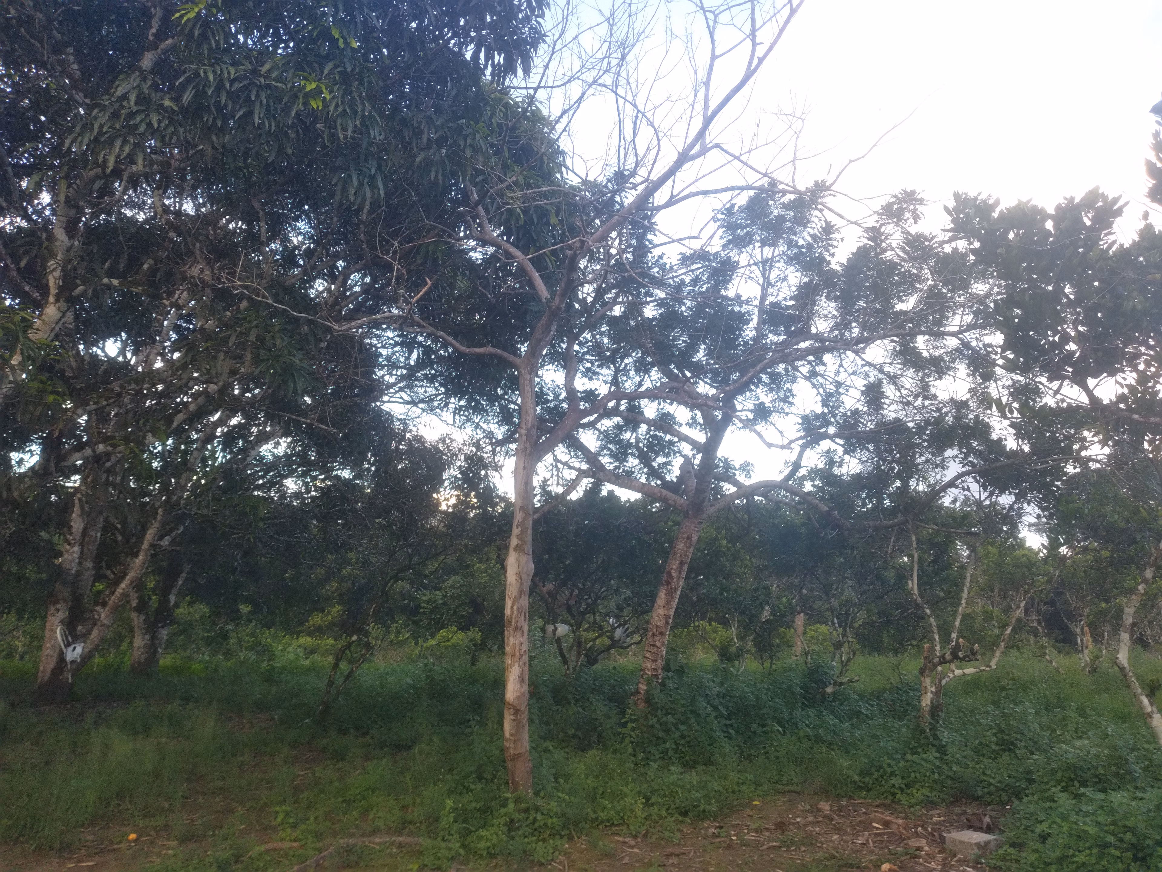Small farm of 15 acres in Branquinha, AL, Brazil
