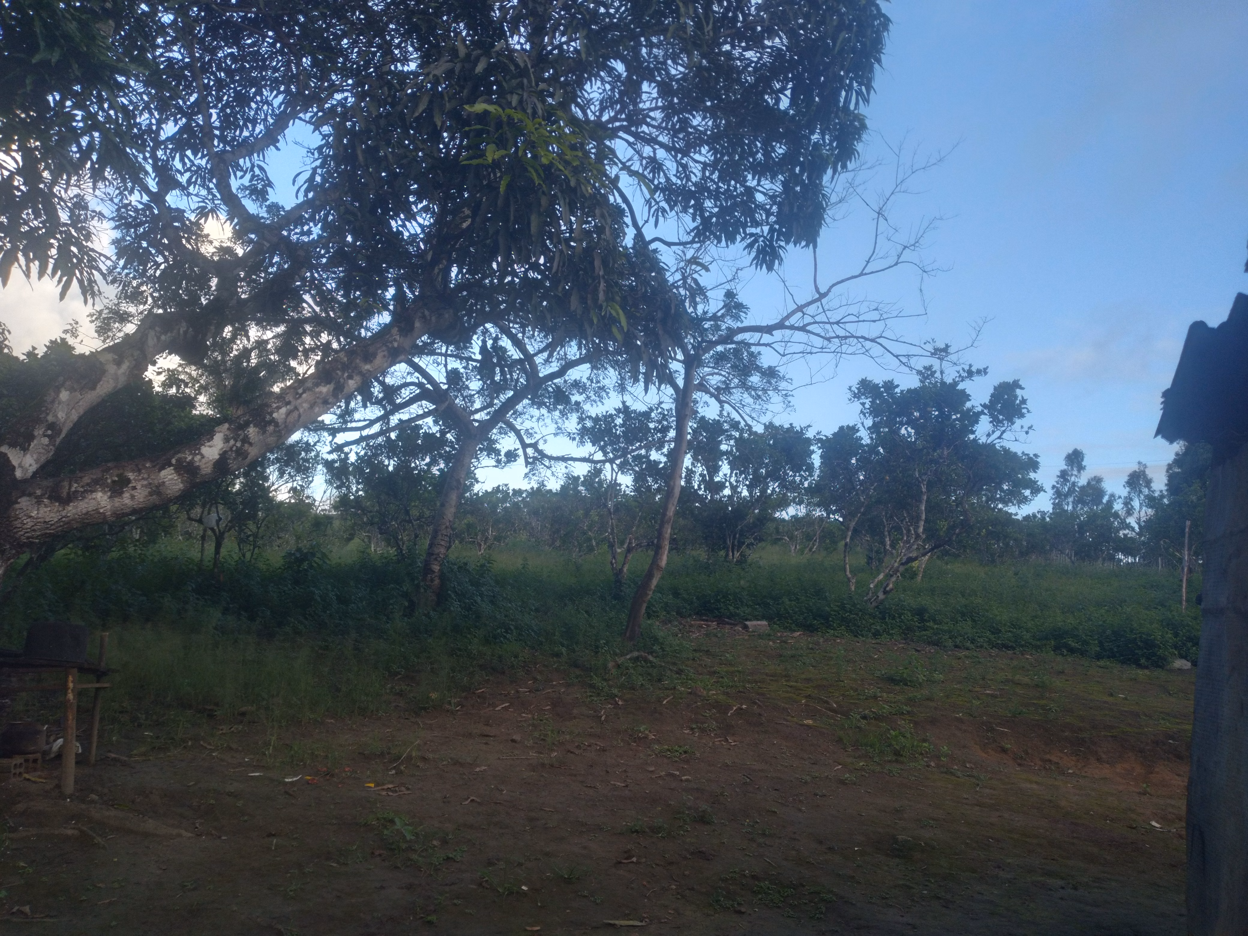 Small farm of 15 acres in Branquinha, AL, Brazil