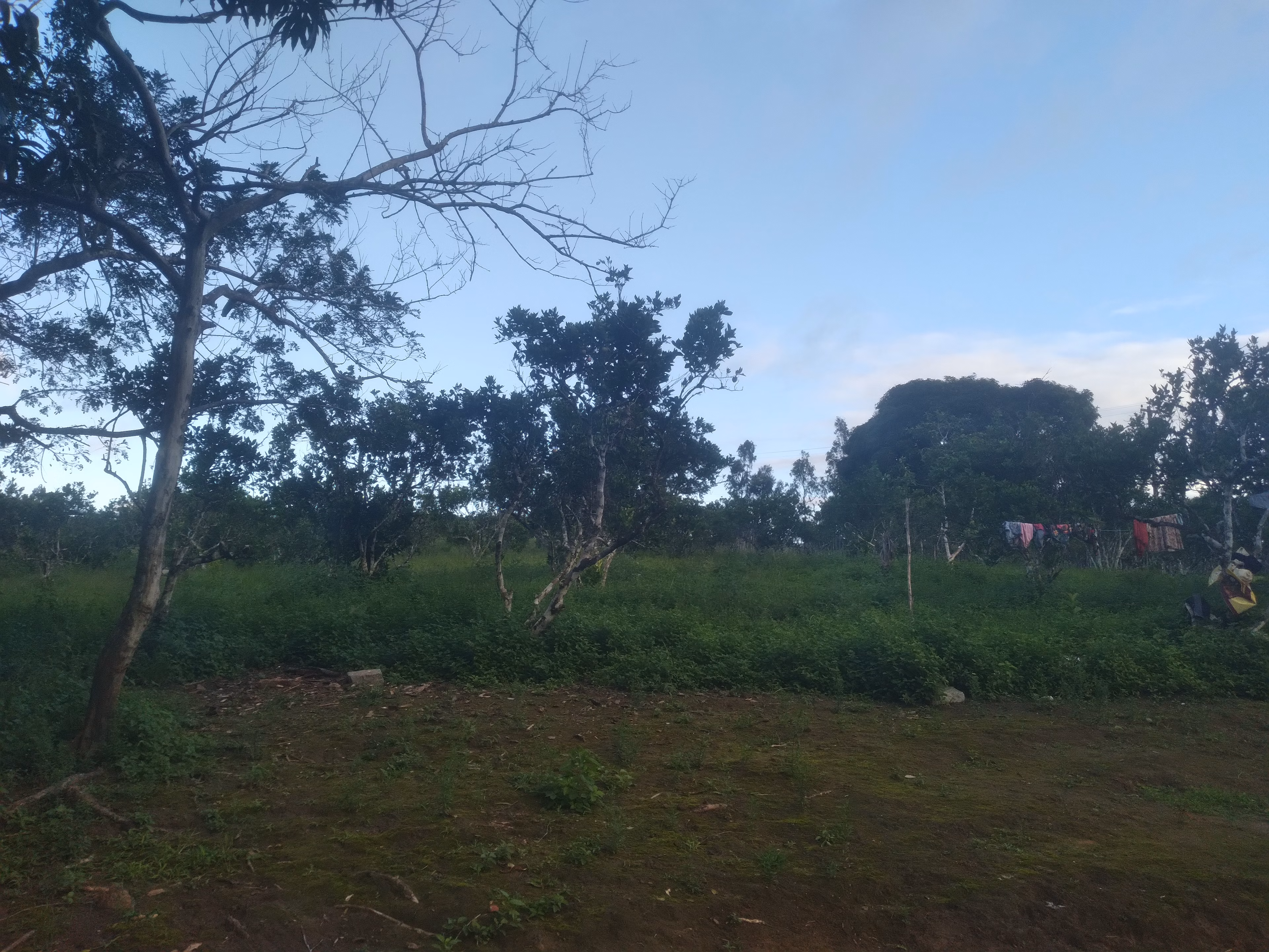 Small farm of 15 acres in Branquinha, AL, Brazil