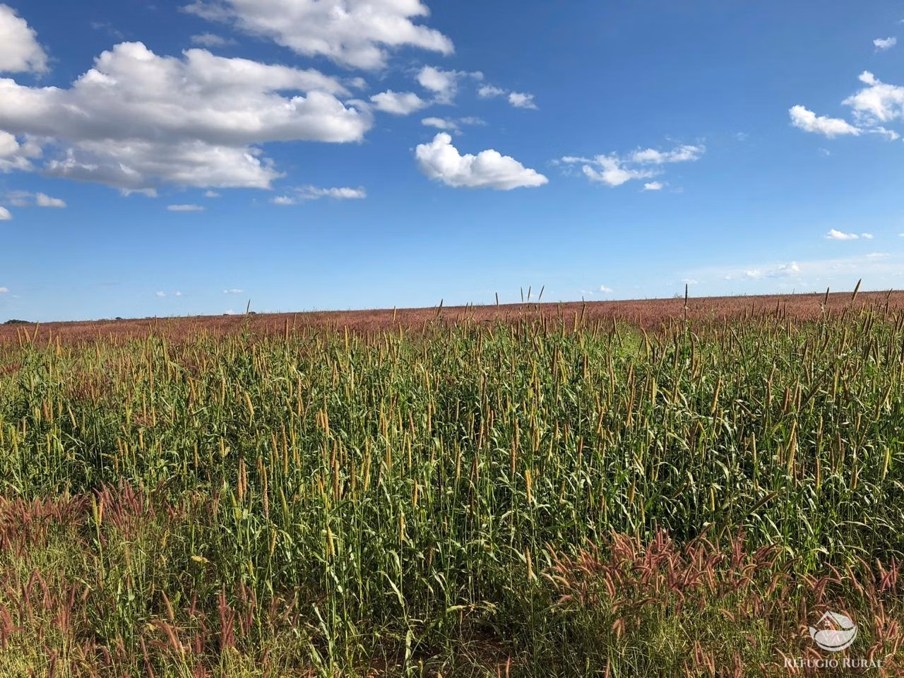 Fazenda de 1.960 ha em Campo Alegre de Goiás, GO