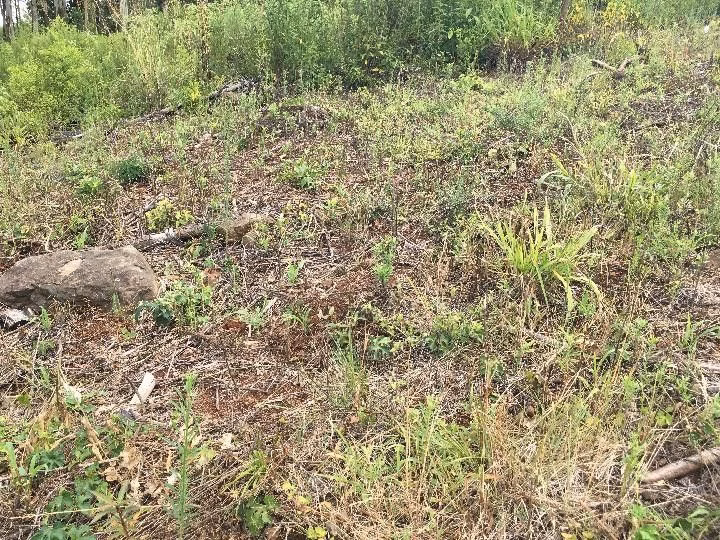 Chácara de 5.300 m² em Rolante, RS