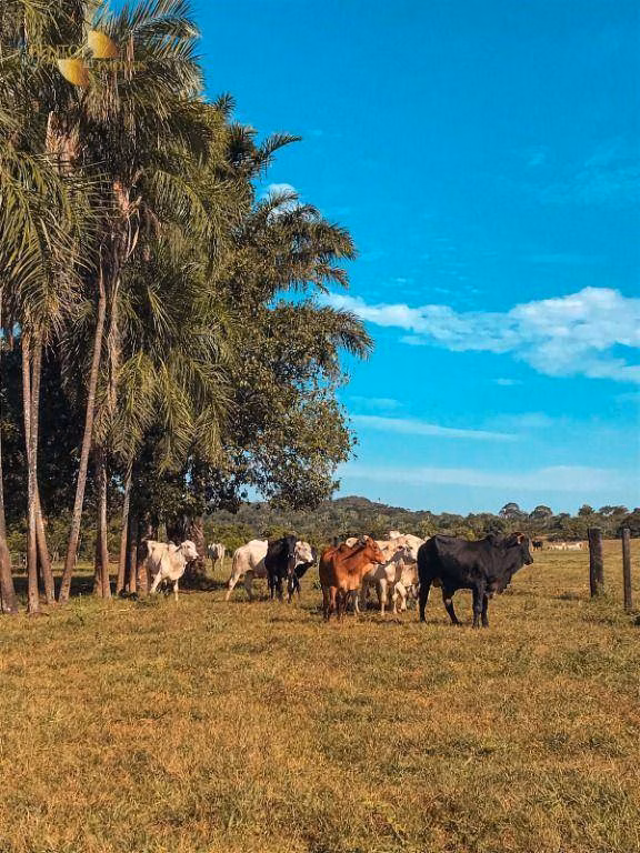 Fazenda de 207 ha em Juscimeira, MT