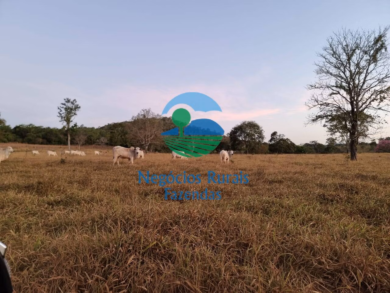Fazenda de 1.210 ha em Campinaçu, GO