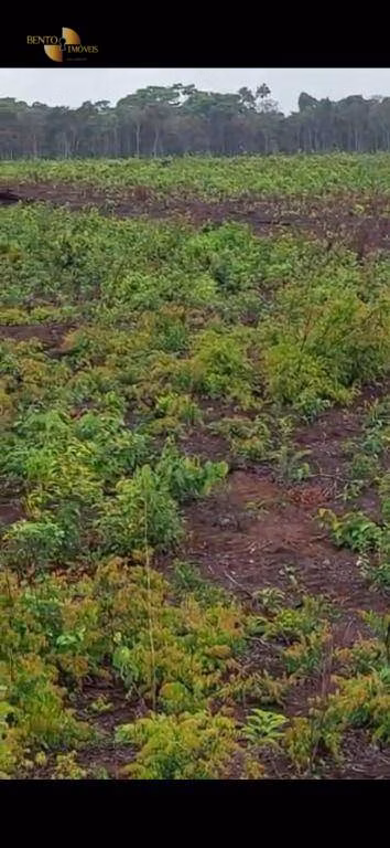 Fazenda de 3.500 ha em Tapurah, MT