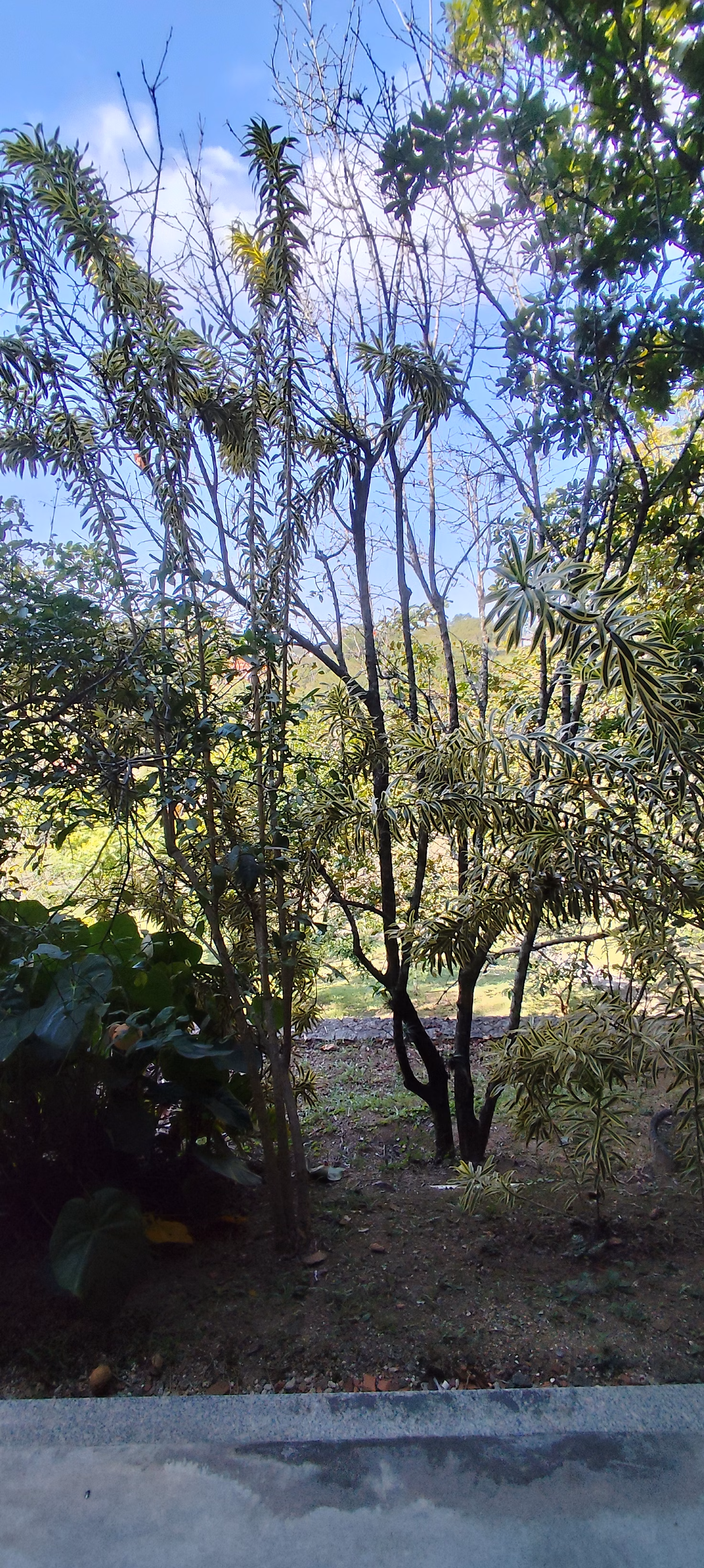 Chácara de 1 ha em Maricá, RJ