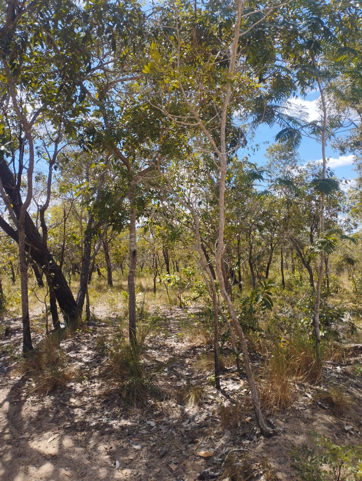 Farm zum Verkauf und zur Pacht von 1.046 ha in Fernando Falcão, MA
