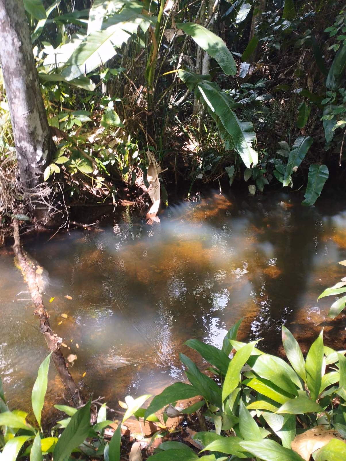 Farm zum Verkauf und zur Pacht von 1.046 ha in Fernando Falcão, MA