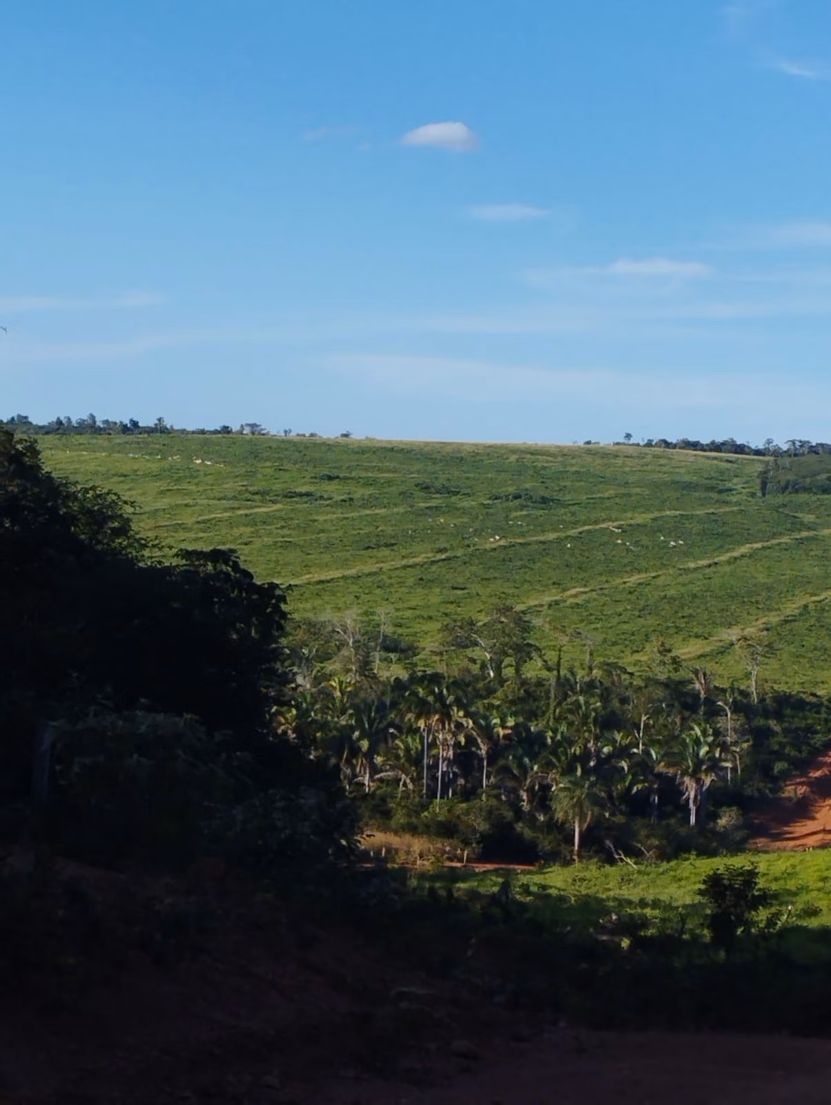 Farm zum Verkauf und zur Pacht von 1.046 ha in Fernando Falcão, MA