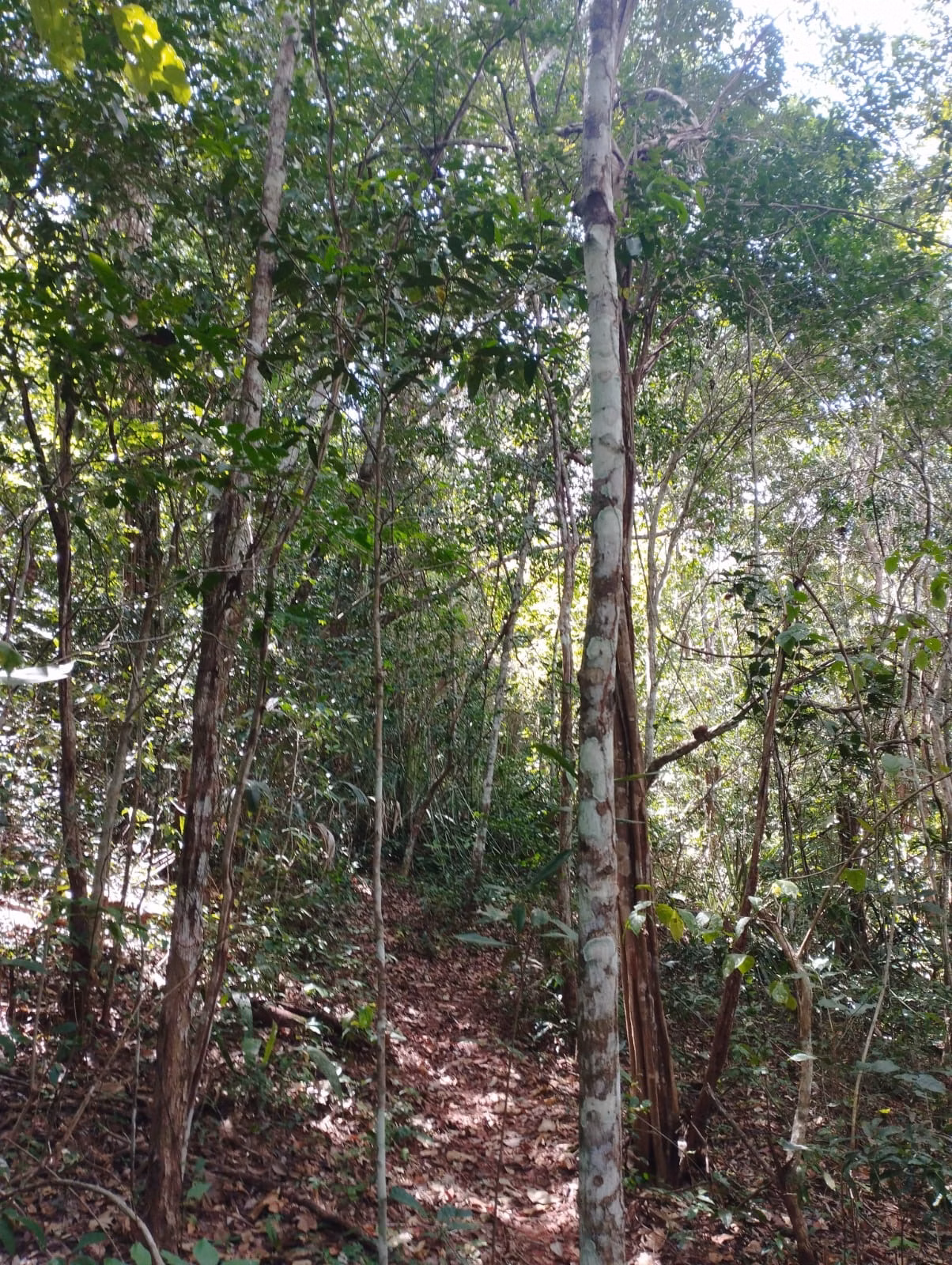 Farm zum Verkauf und zur Pacht von 1.046 ha in Fernando Falcão, MA