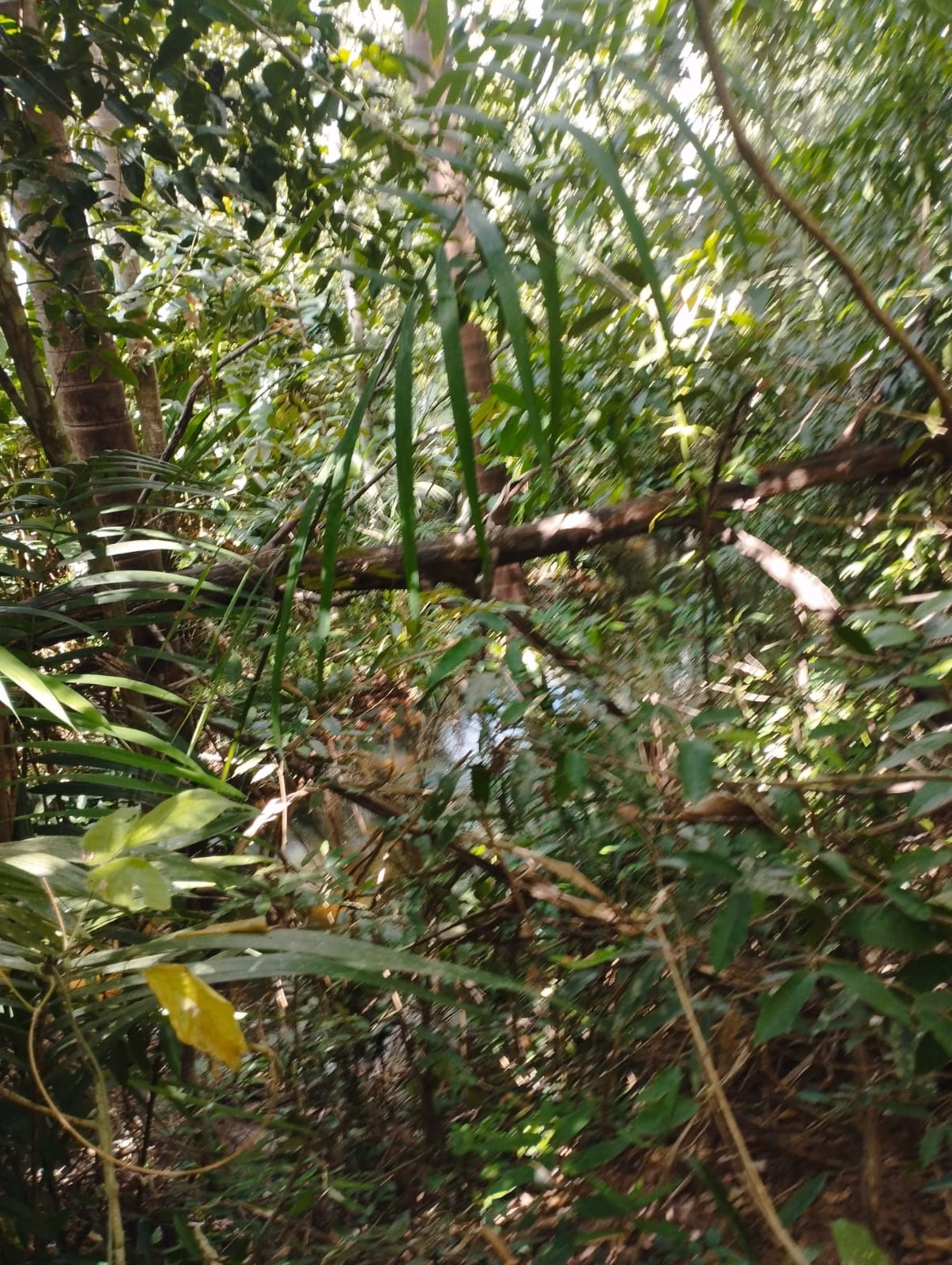 Farm zum Verkauf und zur Pacht von 1.046 ha in Fernando Falcão, MA