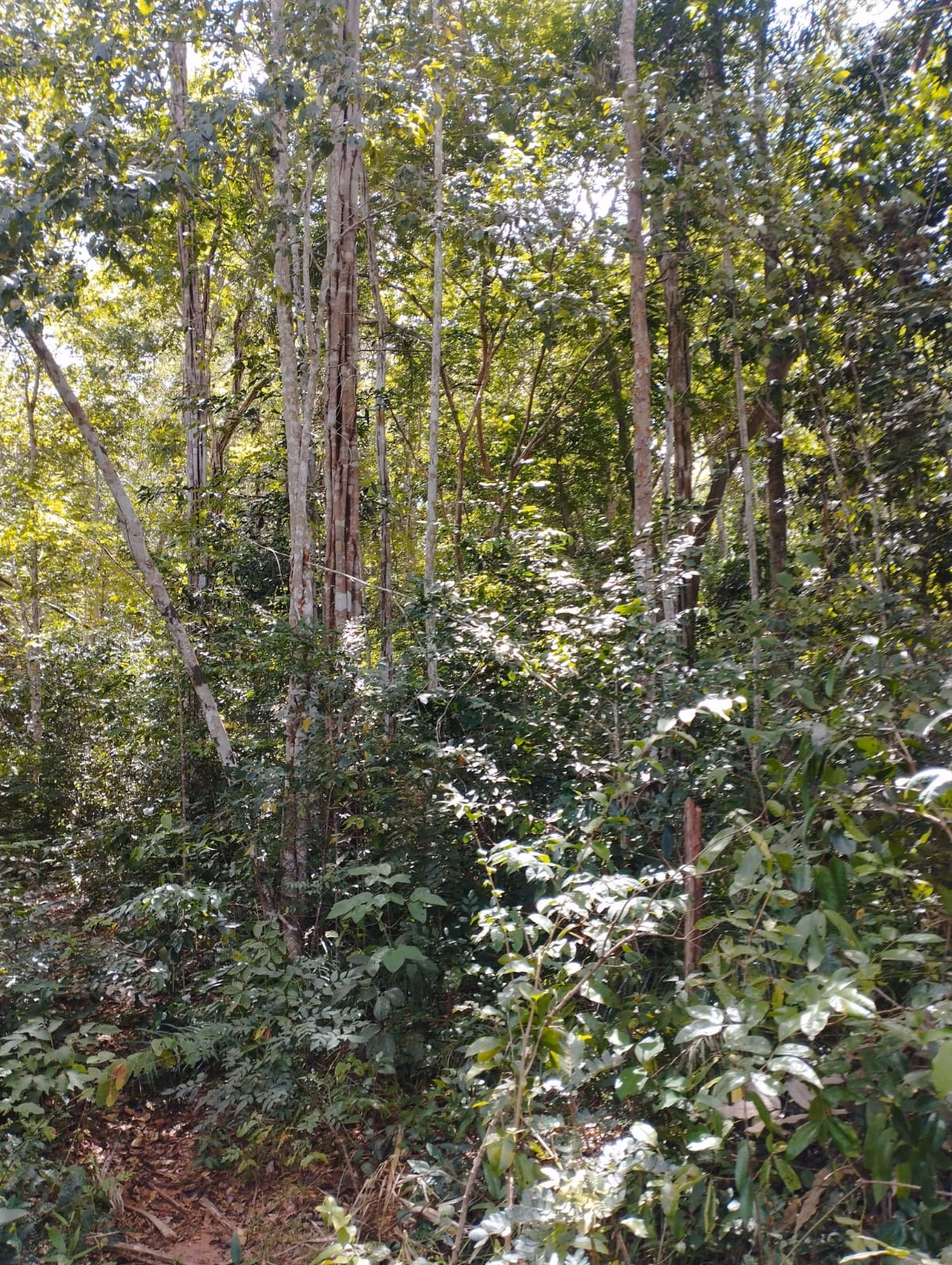 Farm zum Verkauf und zur Pacht von 1.046 ha in Fernando Falcão, MA