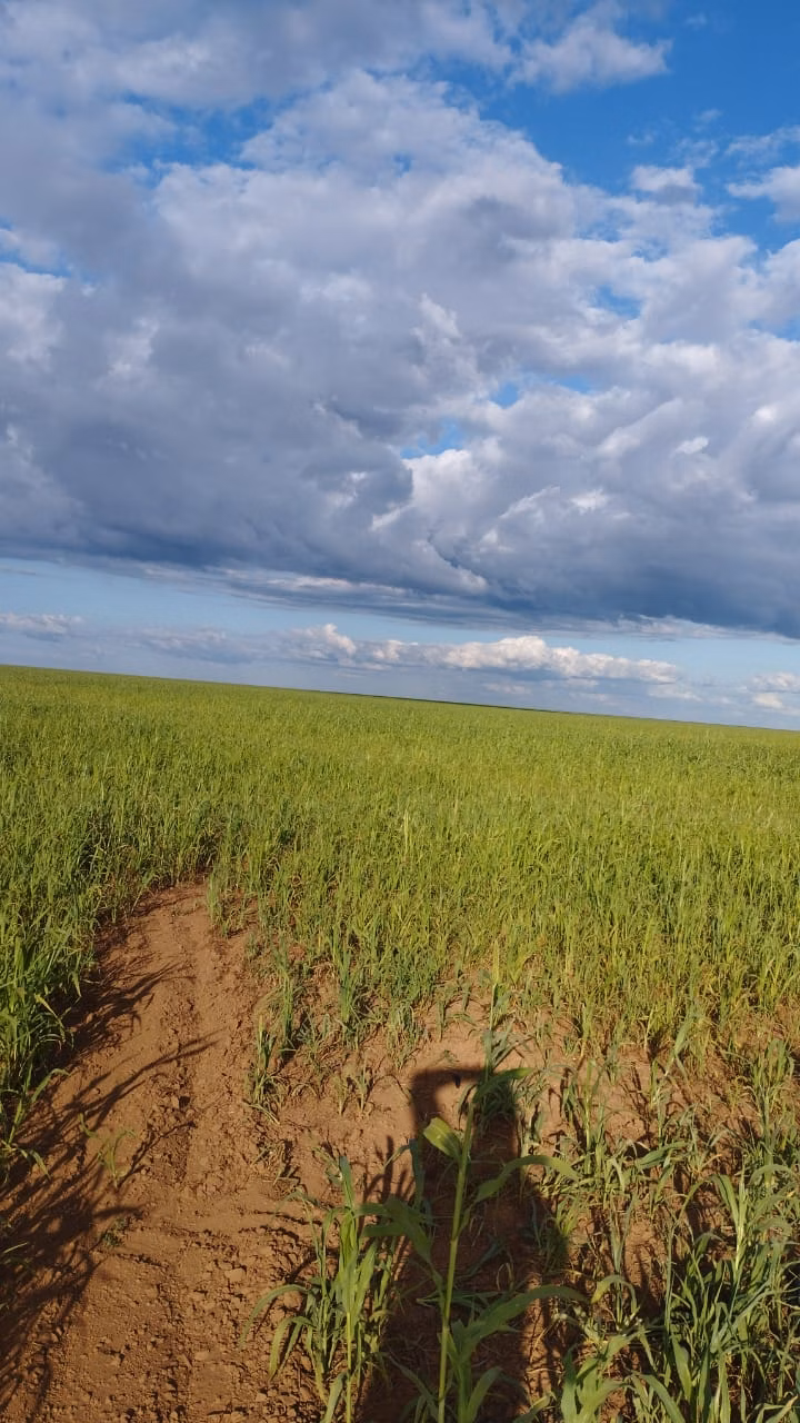 Fazenda de 1.046 ha em Fernando Falcão, MA