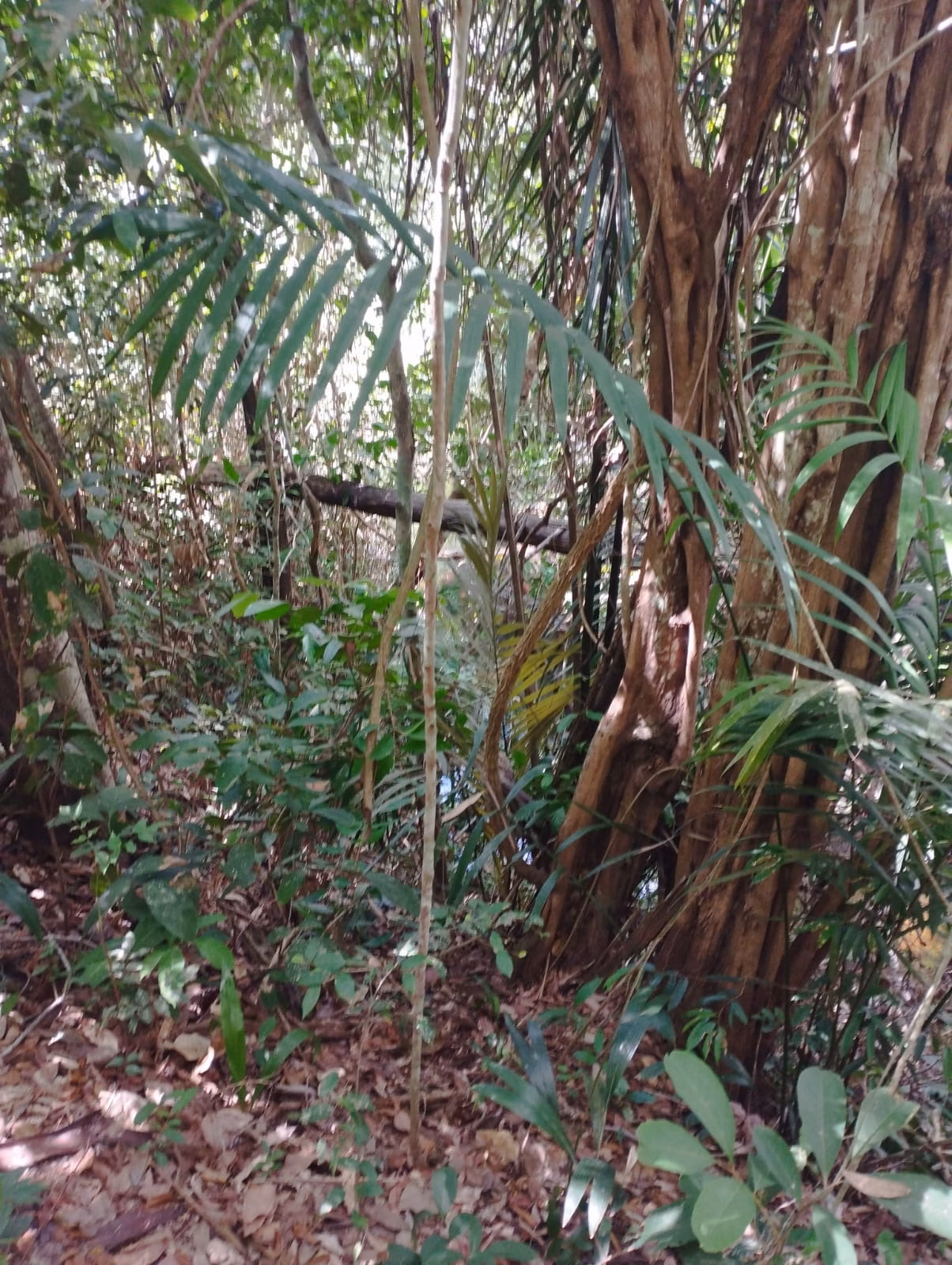 Farm zum Verkauf und zur Pacht von 1.046 ha in Fernando Falcão, MA