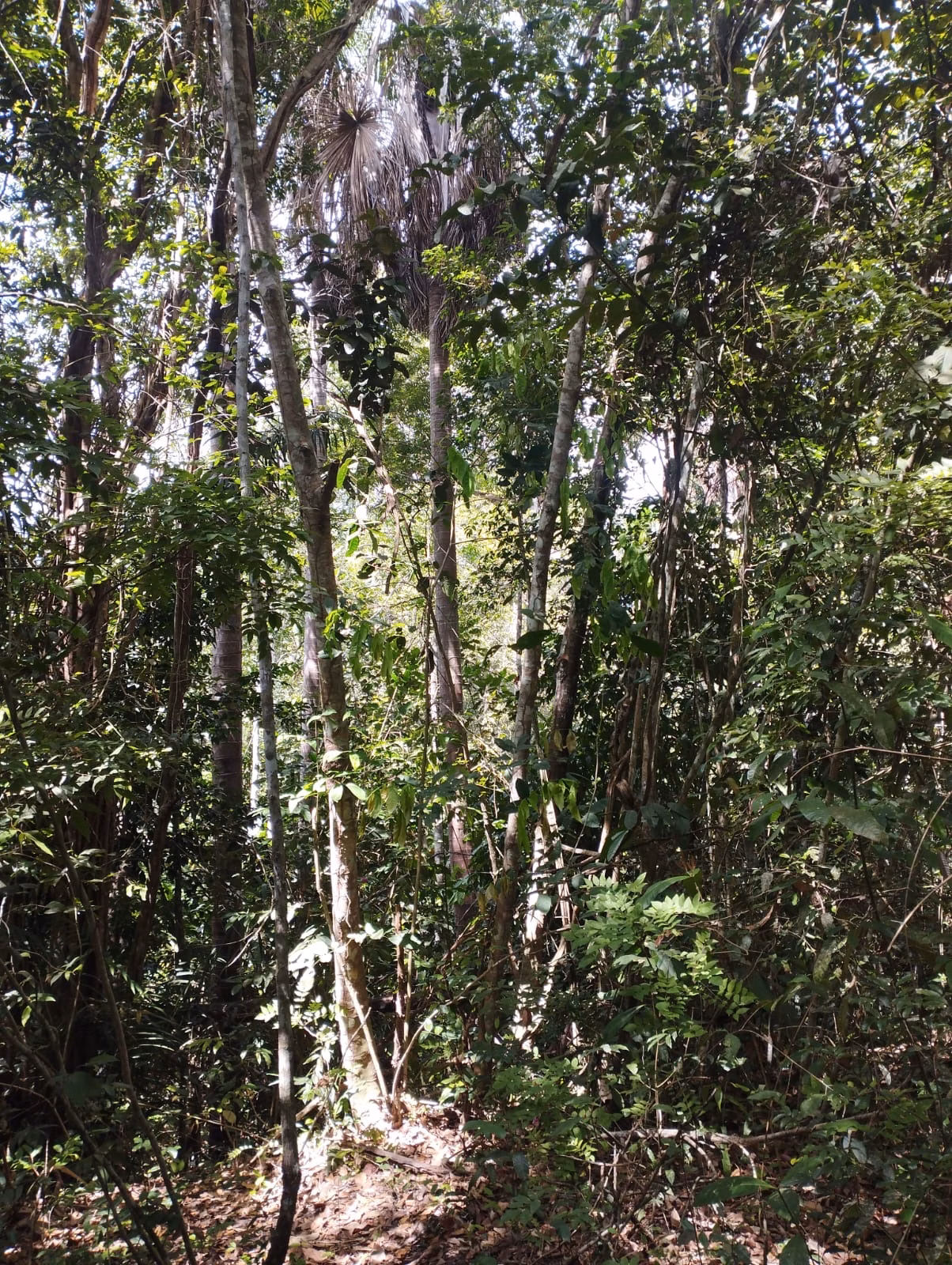 Farm zum Verkauf und zur Pacht von 1.046 ha in Fernando Falcão, MA