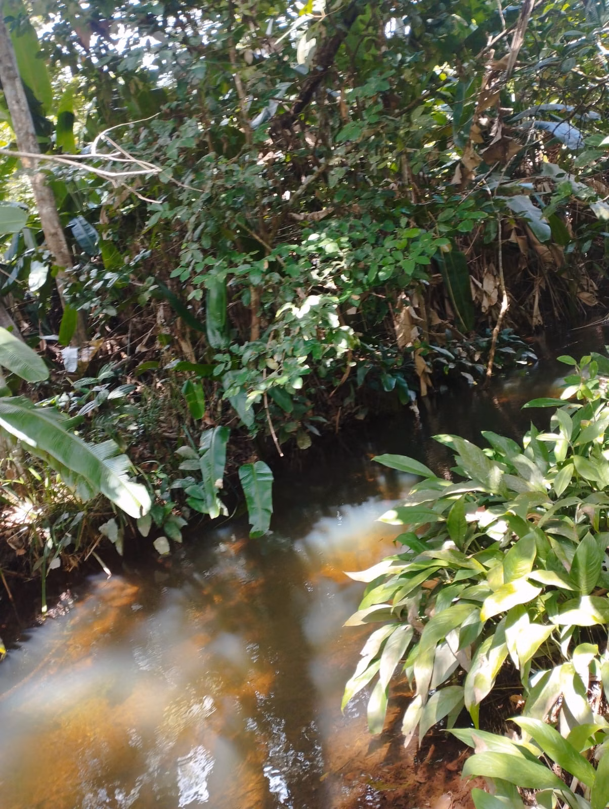 Farm zum Verkauf und zur Pacht von 1.046 ha in Fernando Falcão, MA
