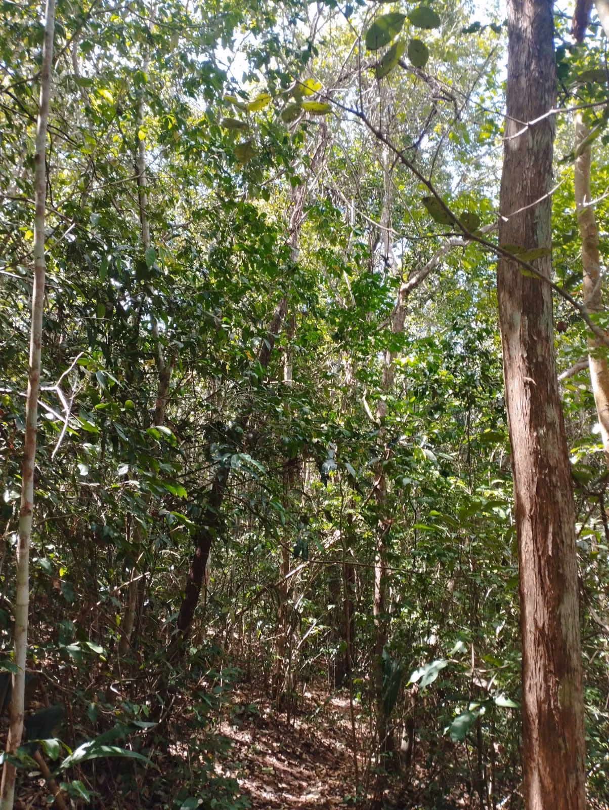 Farm zum Verkauf und zur Pacht von 1.046 ha in Fernando Falcão, MA