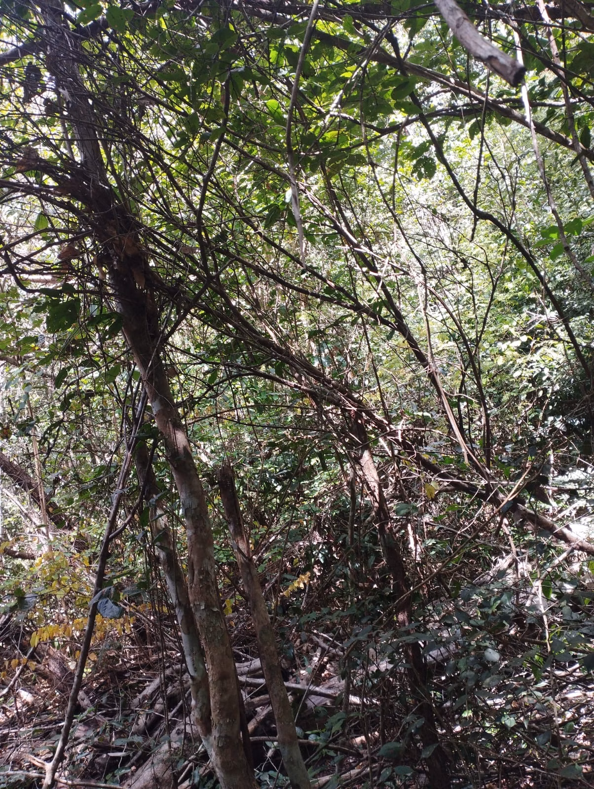 Farm zum Verkauf und zur Pacht von 1.046 ha in Fernando Falcão, MA