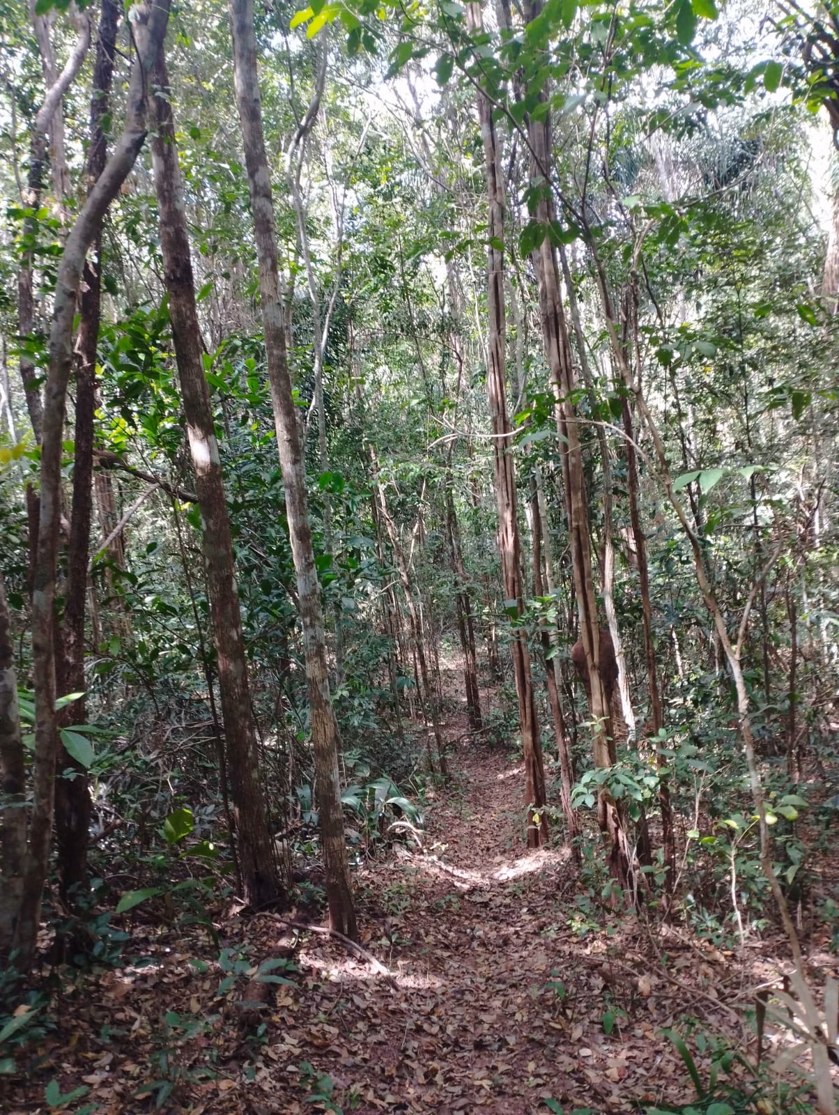 Farm zum Verkauf und zur Pacht von 1.046 ha in Fernando Falcão, MA