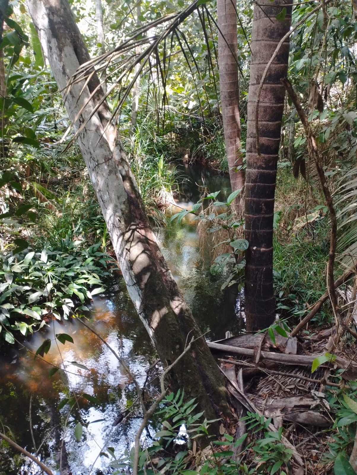 Farm zum Verkauf und zur Pacht von 1.046 ha in Fernando Falcão, MA