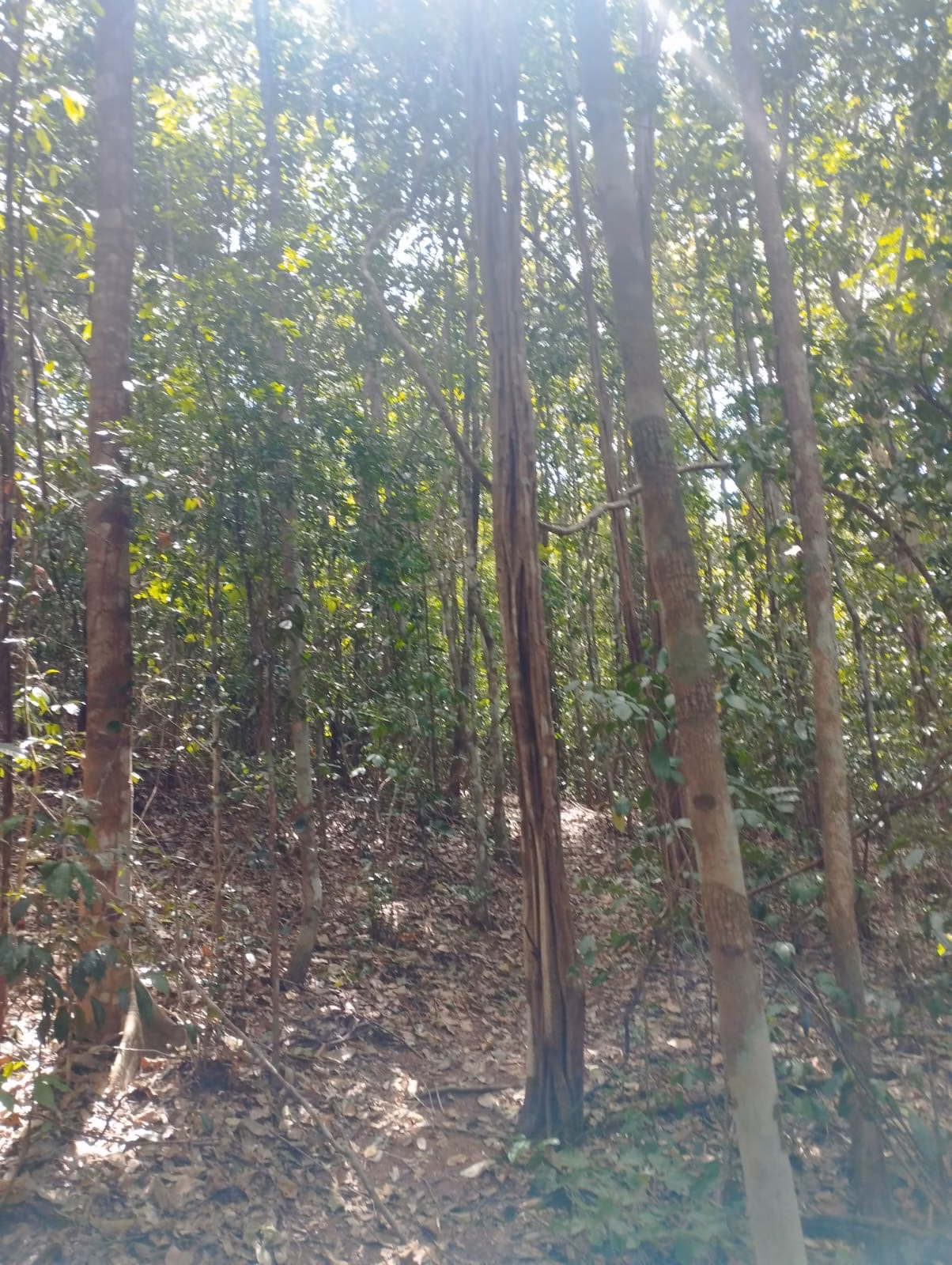 Farm zum Verkauf und zur Pacht von 1.046 ha in Fernando Falcão, MA