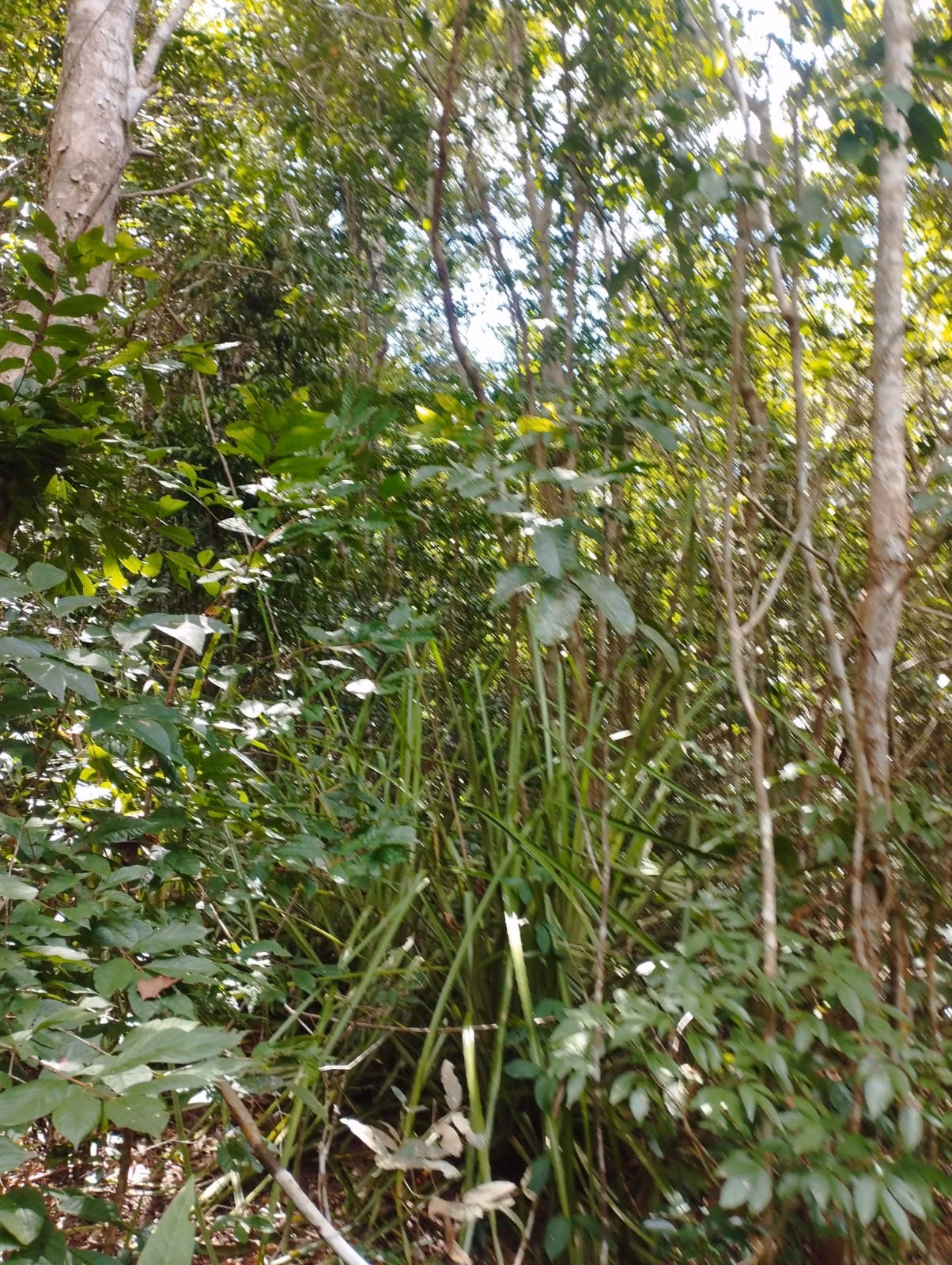 Farm zum Verkauf und zur Pacht von 1.046 ha in Fernando Falcão, MA