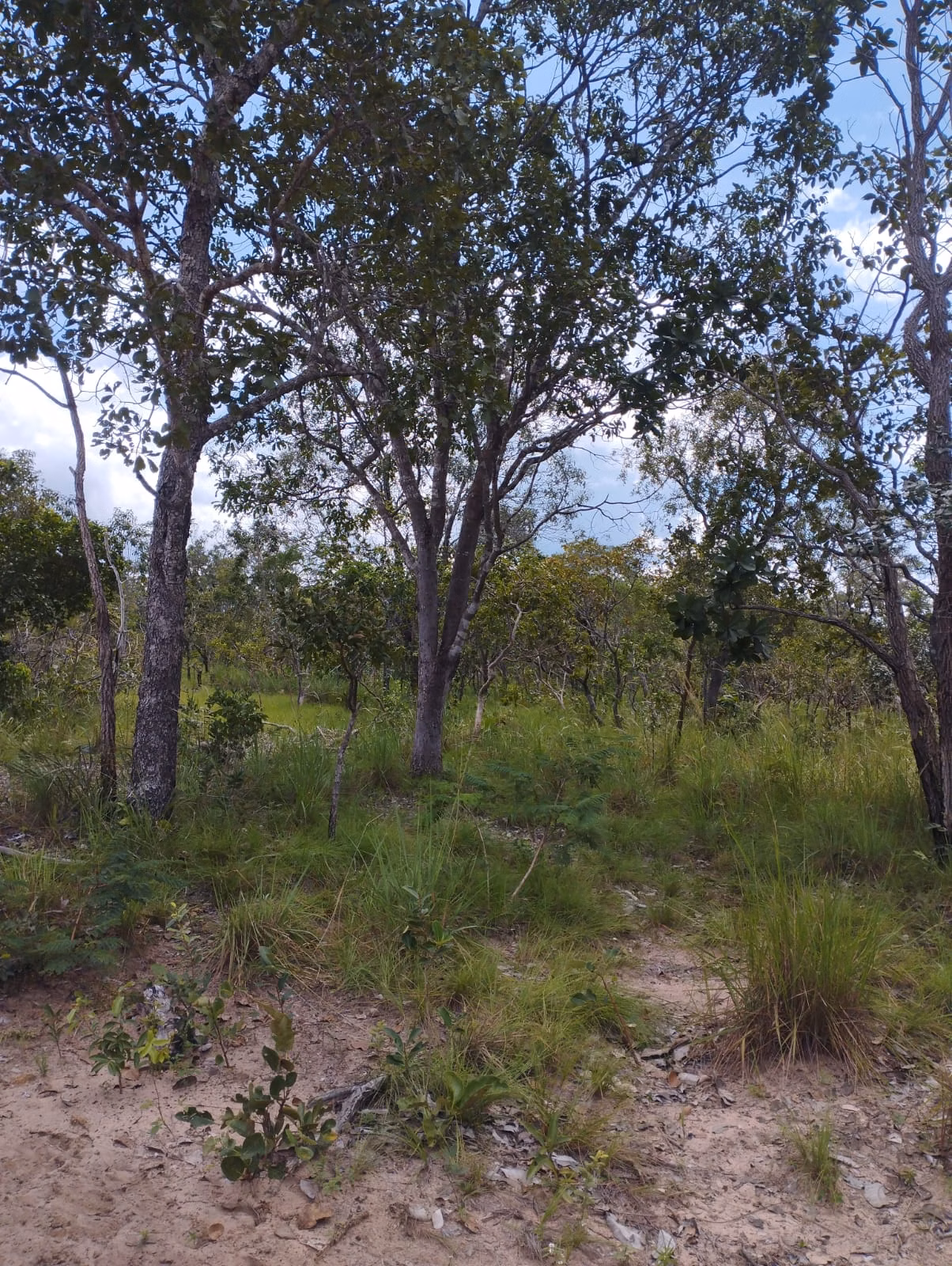 Fazenda de 1.046 ha em Fernando Falcão, MA