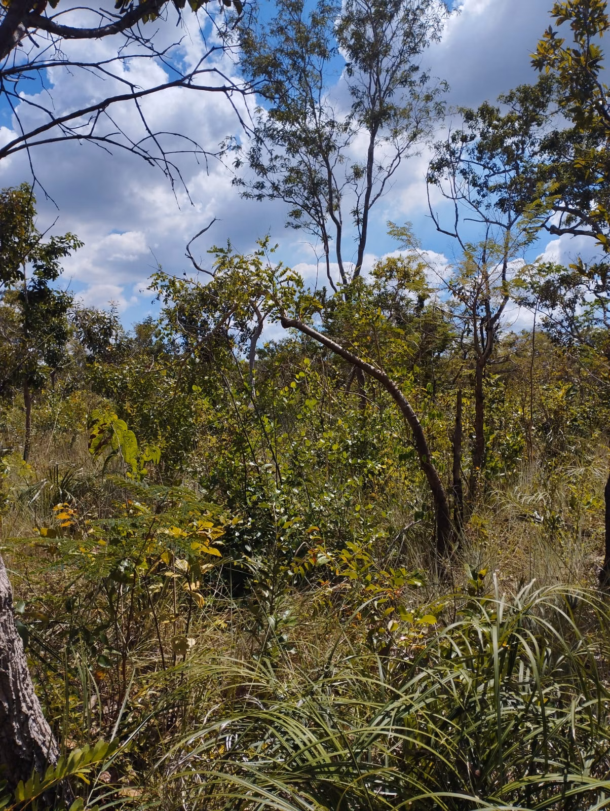 Farm zum Verkauf und zur Pacht von 1.046 ha in Fernando Falcão, MA
