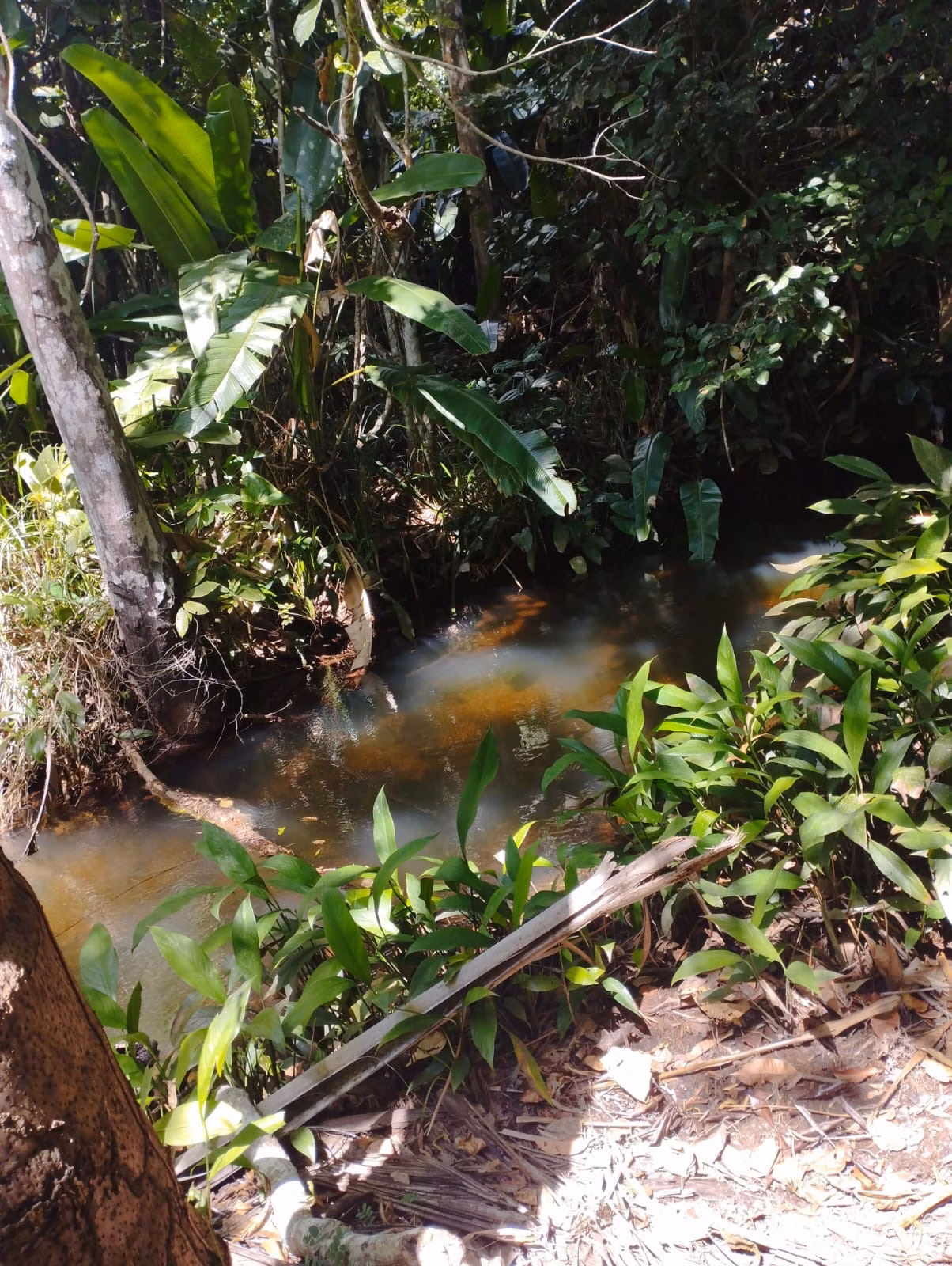 Farm zum Verkauf und zur Pacht von 1.046 ha in Fernando Falcão, MA