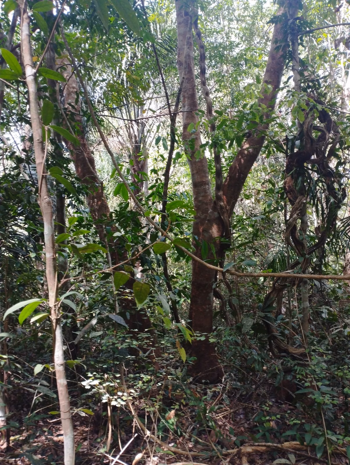 Farm zum Verkauf und zur Pacht von 1.046 ha in Fernando Falcão, MA