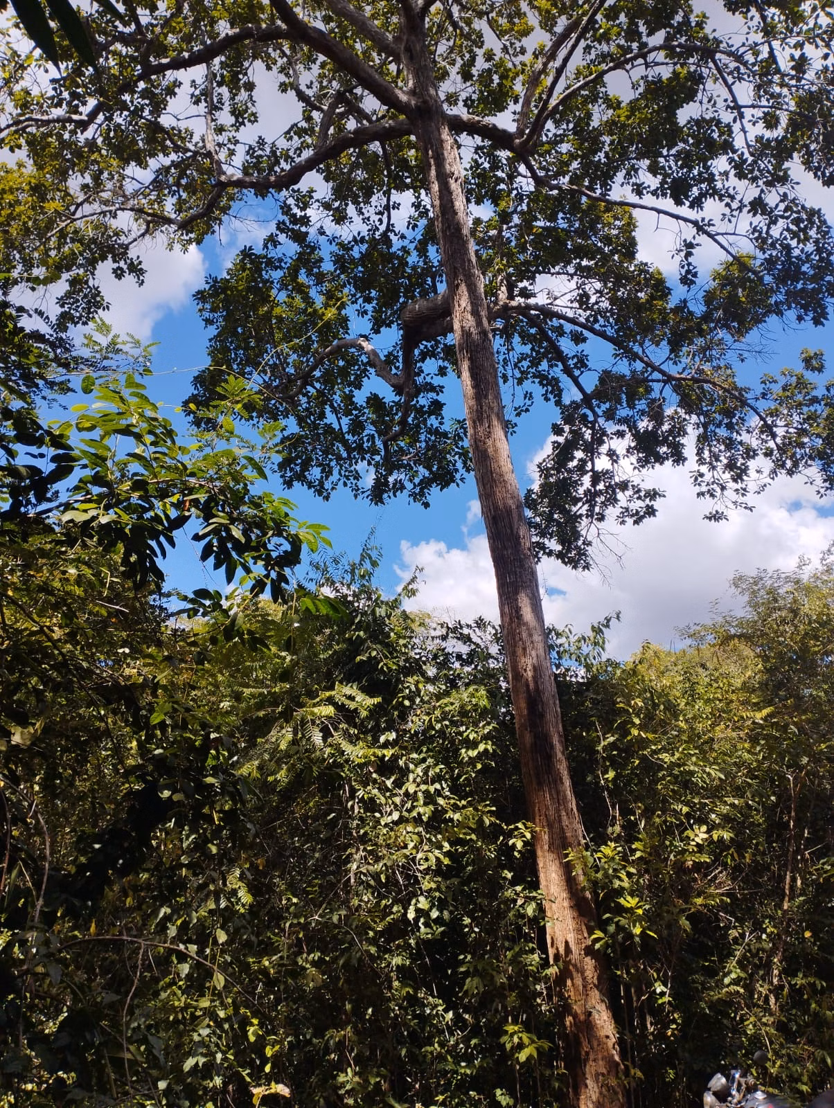 Farm zum Verkauf und zur Pacht von 1.046 ha in Fernando Falcão, MA