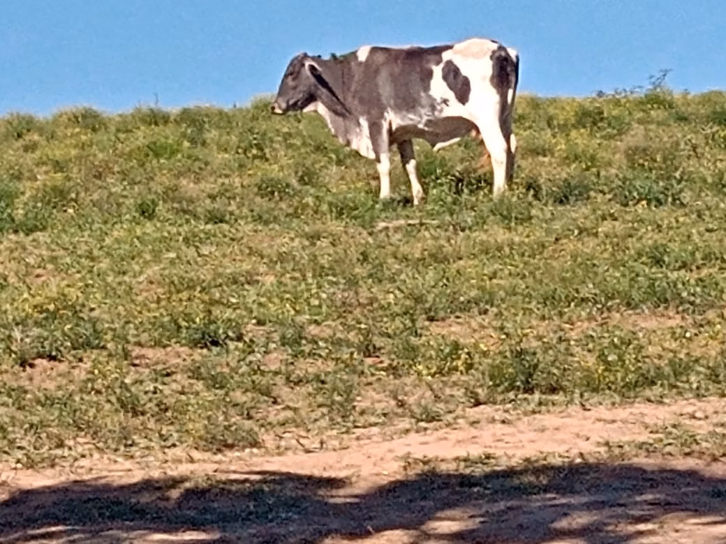 Chácara de 5 ha em Itapetininga, SP