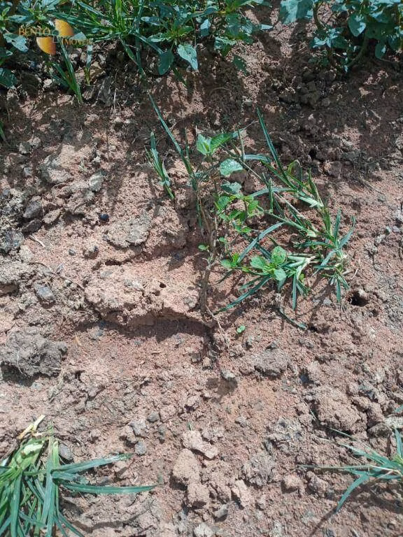 Fazenda de 503 ha em Santo Antônio de Leverger, MT