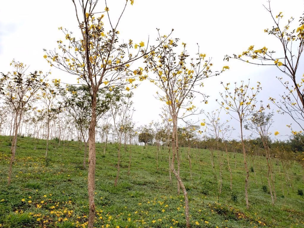 Fazenda à venda de 276 ha em Jacupiranga, SP