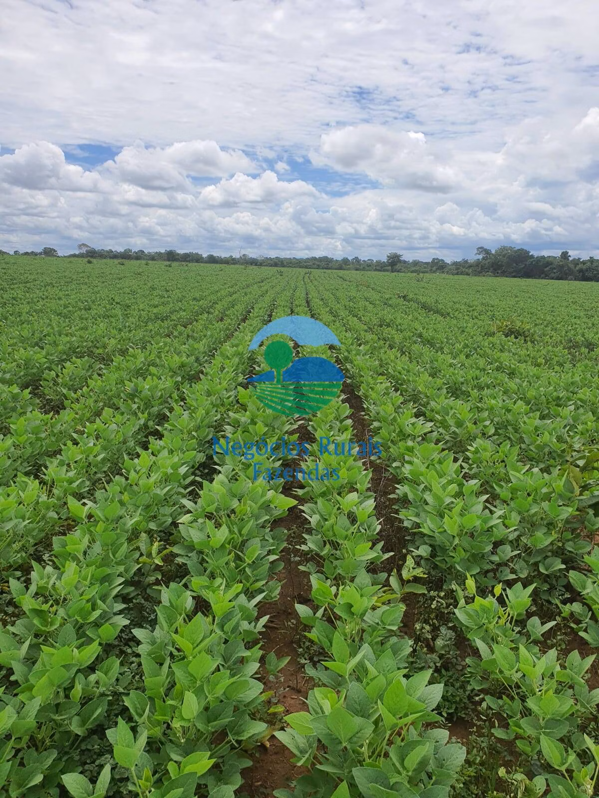 Farm of 1,075 acres in Novo Planalto, GO, Brazil