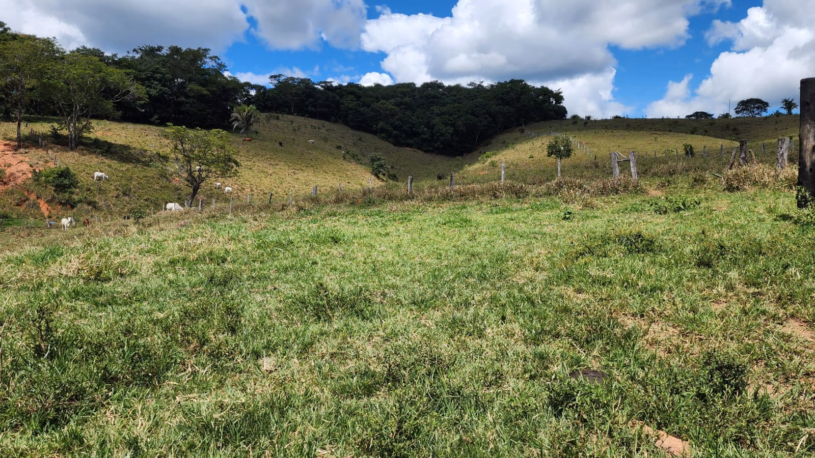Sítio de 39 ha em Cocalzinho de Goiás, GO