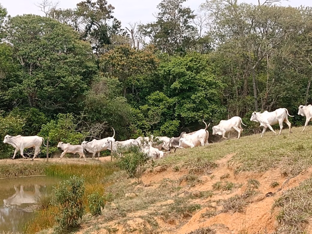 Small farm of 42 acres in São Miguel Arcanjo, SP, Brazil