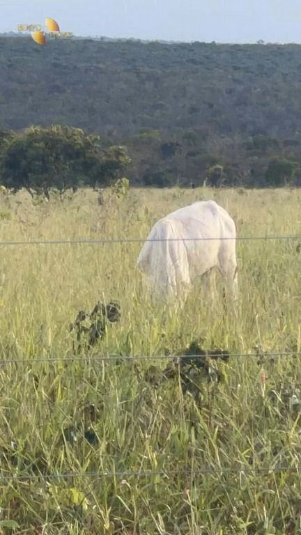 Fazenda de 3.300 ha em Pintópolis, MG