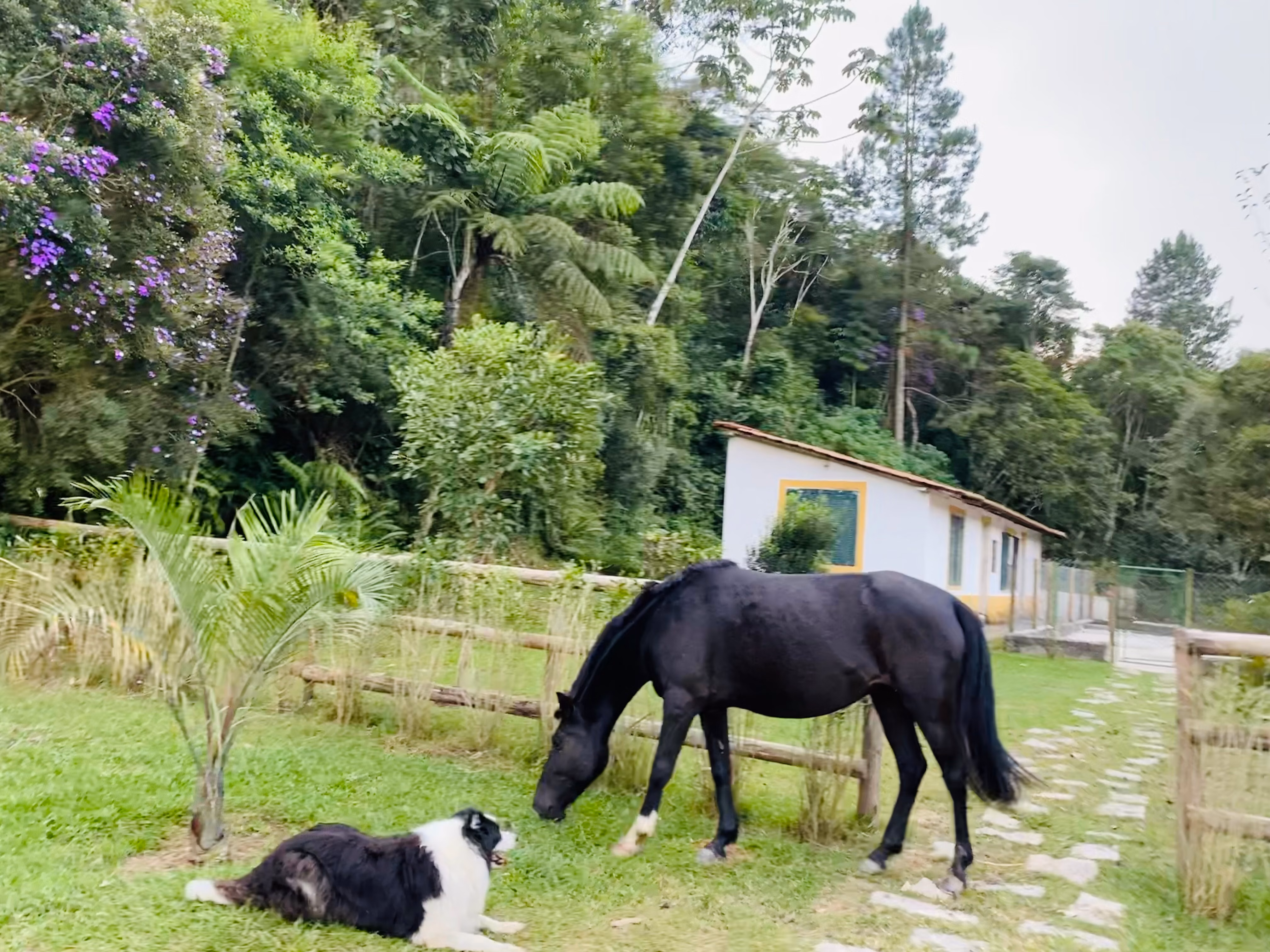Fazenda de 19 ha em São Roque, SP