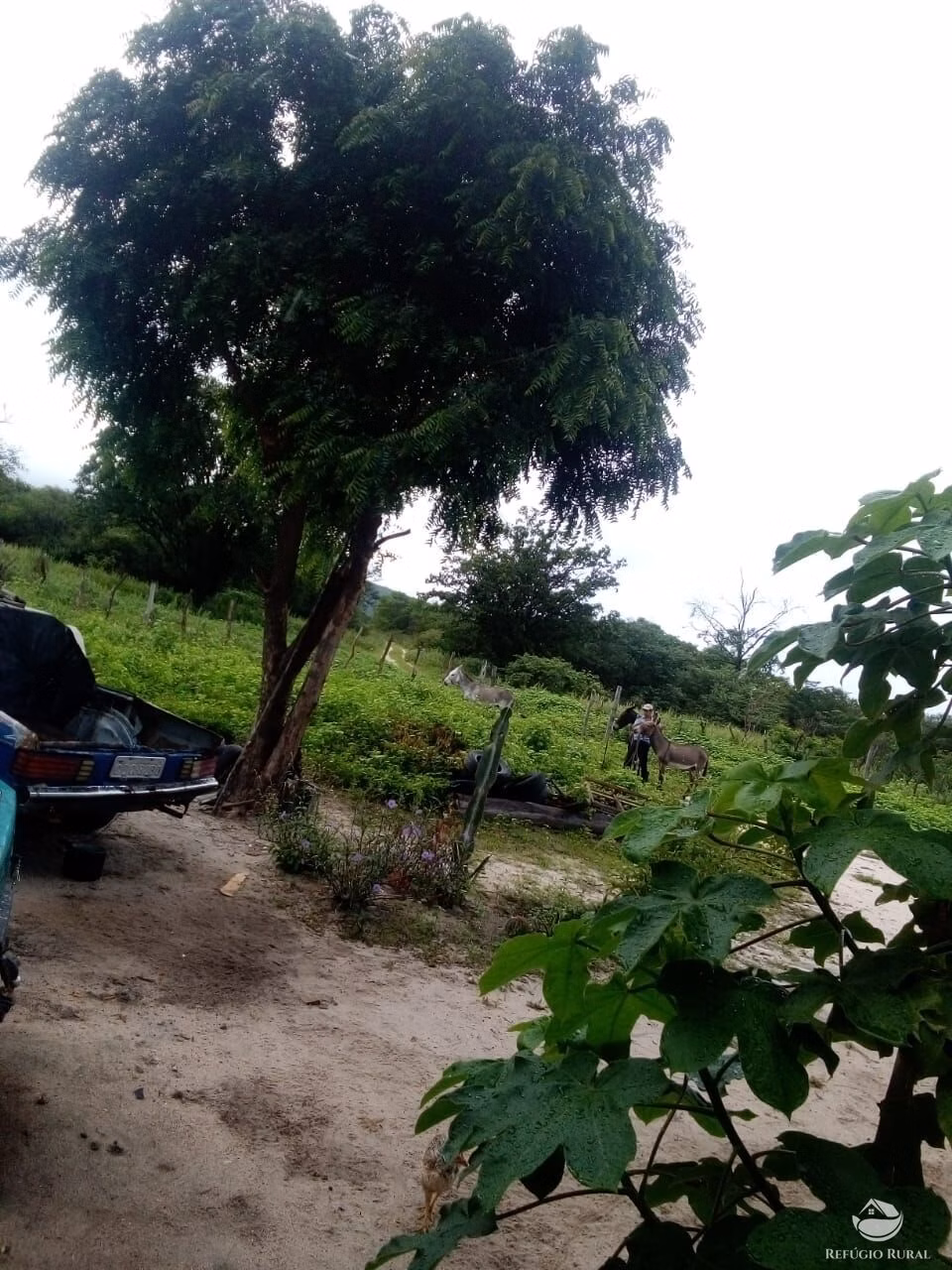 Fazenda de 2.350 ha em Morpará, BA