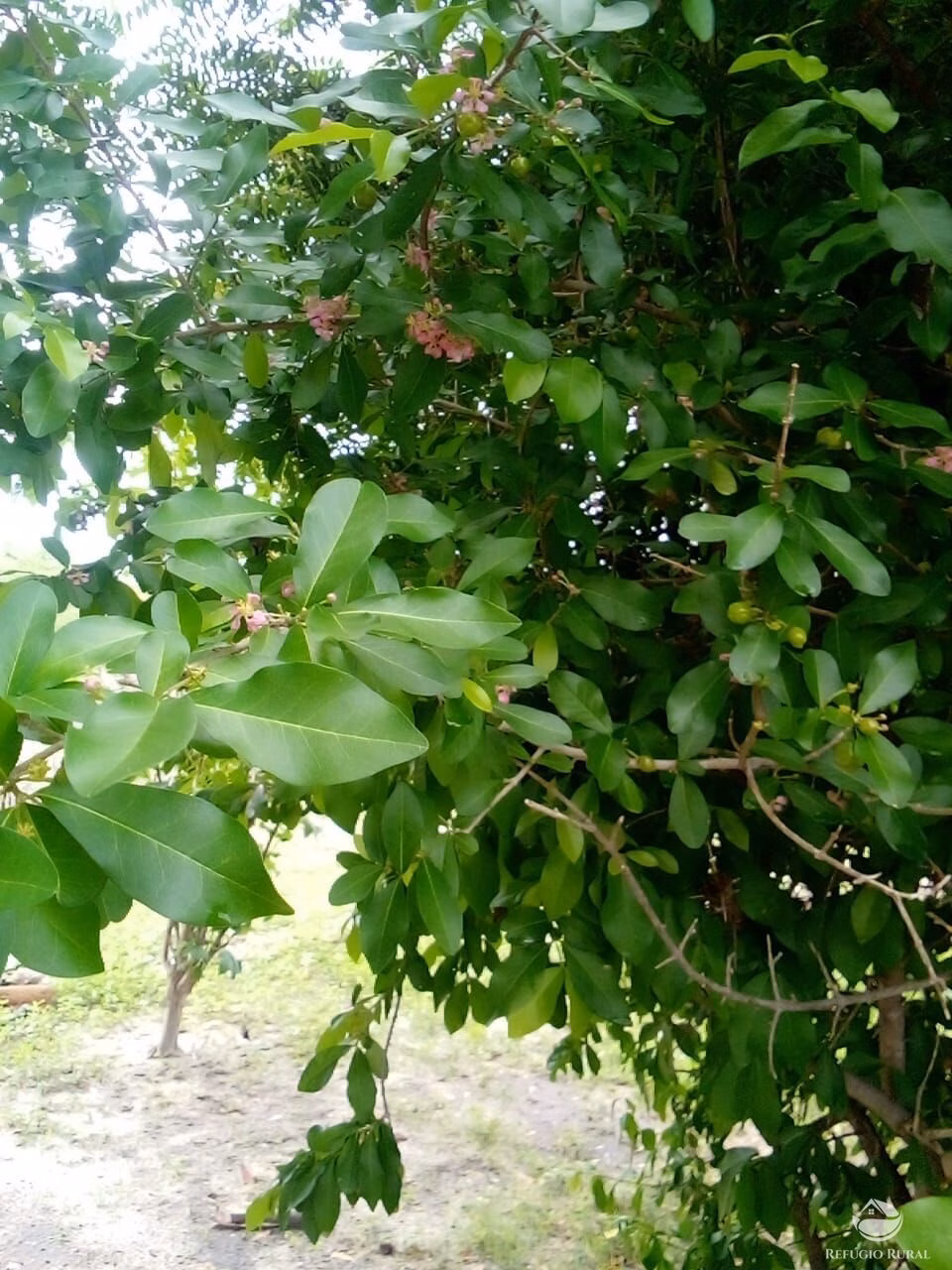 Fazenda de 2.350 ha em Morpará, BA