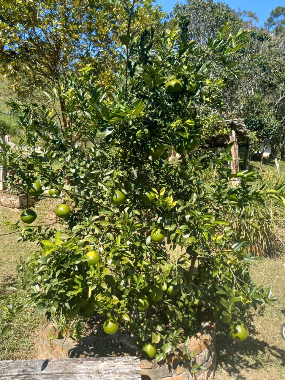 Small farm of 78 acres in Natividade da Serra, SP, Brazil
