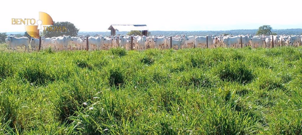 Fazenda de 1.000 ha em Poconé, MT