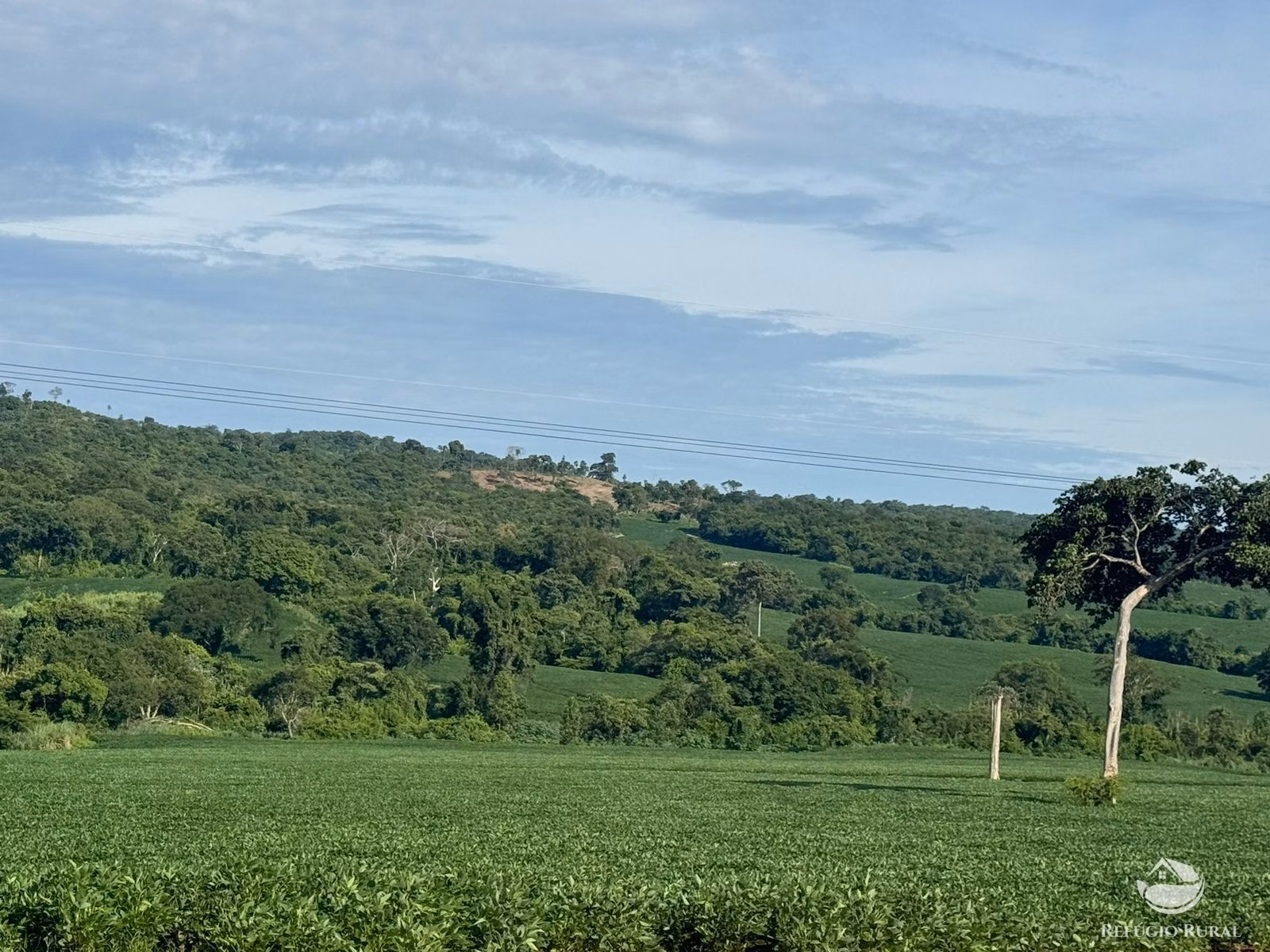 Fazenda de 677 ha em São Luís de Montes Belos, GO