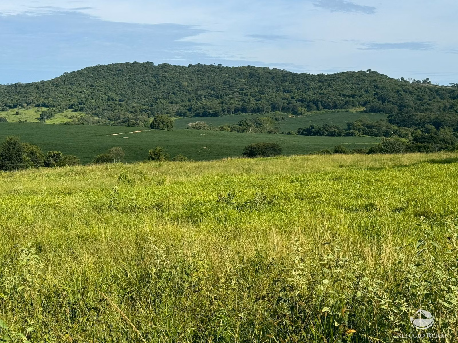 Fazenda de 677 ha em São Luís de Montes Belos, GO