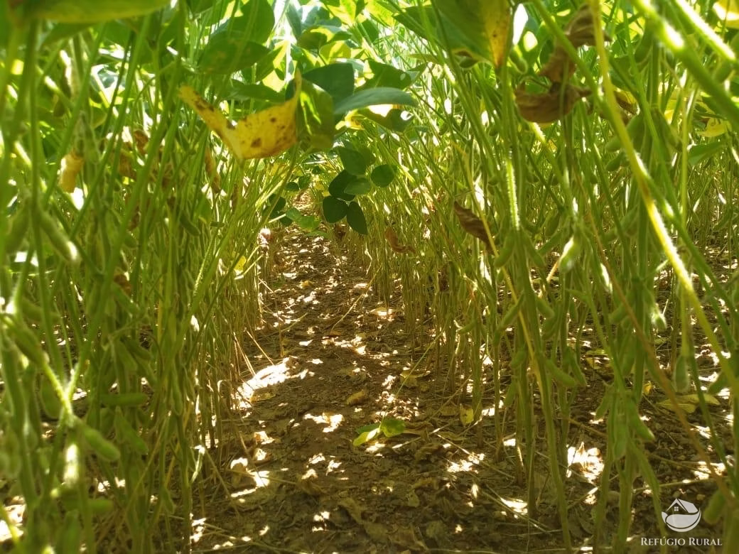 Fazenda de 1.897 ha em Niquelândia, GO