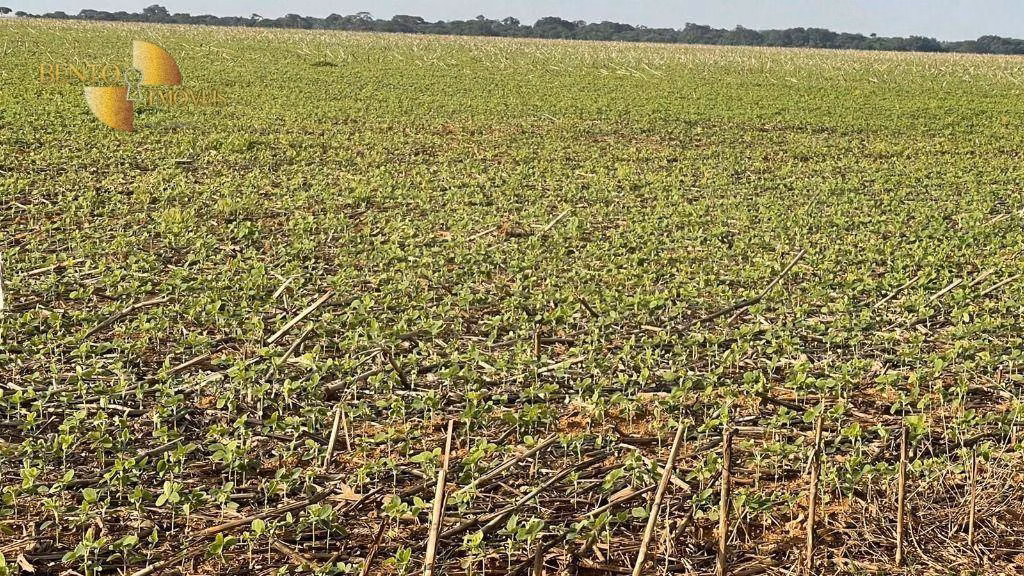 Fazenda de 3.600 ha em Ipiranga do Norte, MT