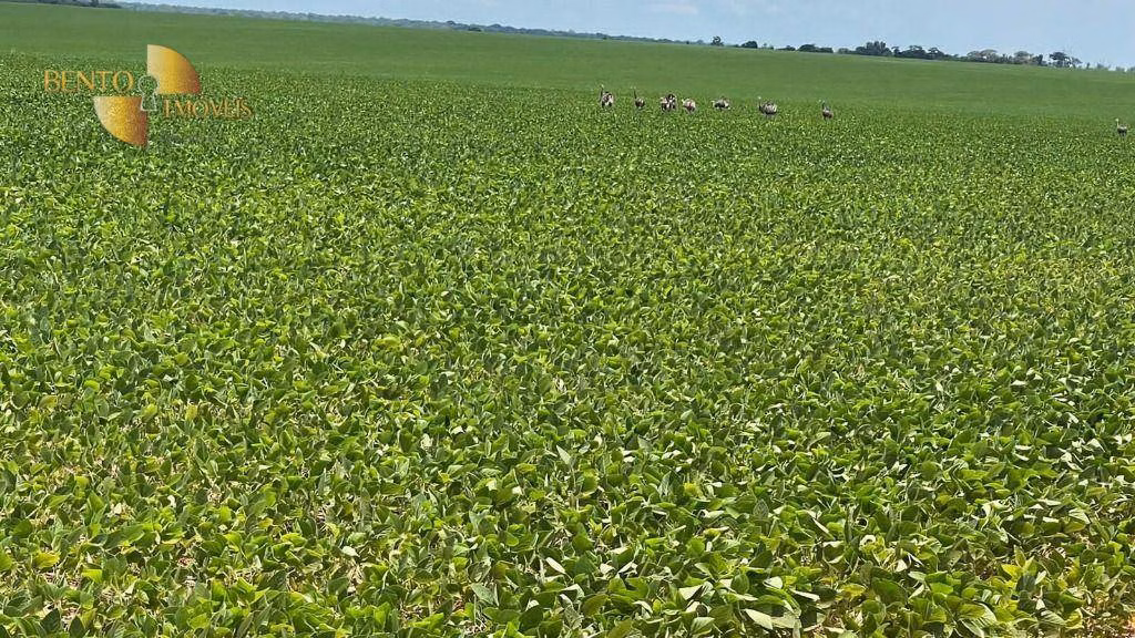 Fazenda de 3.600 ha em Ipiranga do Norte, MT
