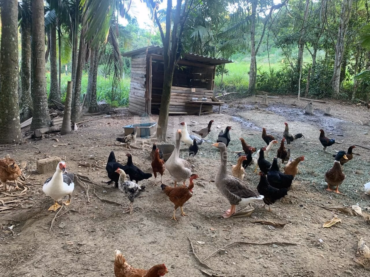 Farm of 1 acres in Tijucas, SC, Brazil