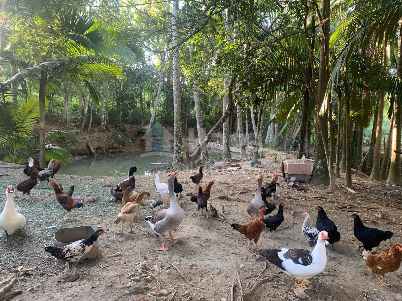 Farm of 1 acres in Tijucas, SC, Brazil
