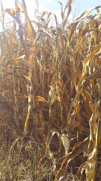 Farm of 7,957 acres in Paranatinga, MT, Brazil